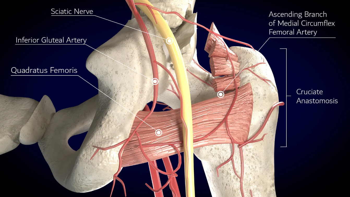 Create medical animation video and modeling service